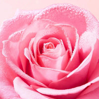 NUXE | VERY ROSE BRUME TONIQUE RAFRAICHISSANTE Mayshka