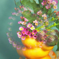 ROGER & GALLET | LAIT CORPS BIENFAISANT - FLEUR DE FIGUIER - Mayshka