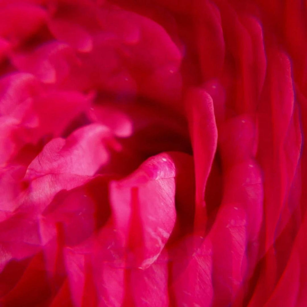 ROGER & GALLET | LAIT CORPS BIENFAISANT - GINGEMBRE ROUGE - Mayshka